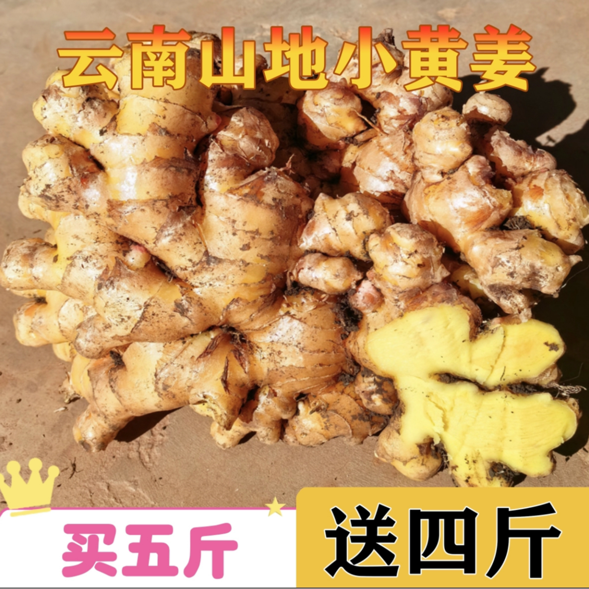 云南姜现挖老姜高山老黄姜3/5/9斤月子姜小黄姜产地直发辛辣