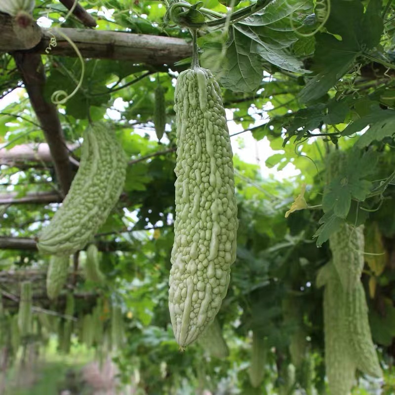 【白油苦瓜】春苦瓜脆嫩清香苦瓜现采现发3/5斤