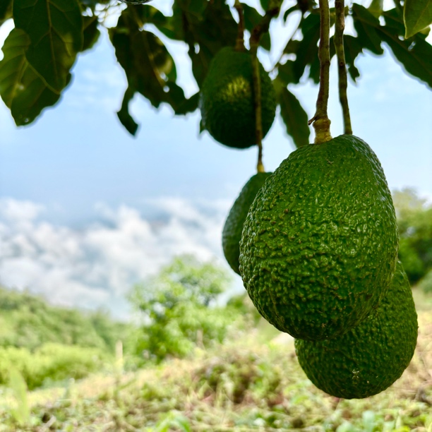 【按斤卖】云南哈斯牛油果@宝妈辅食