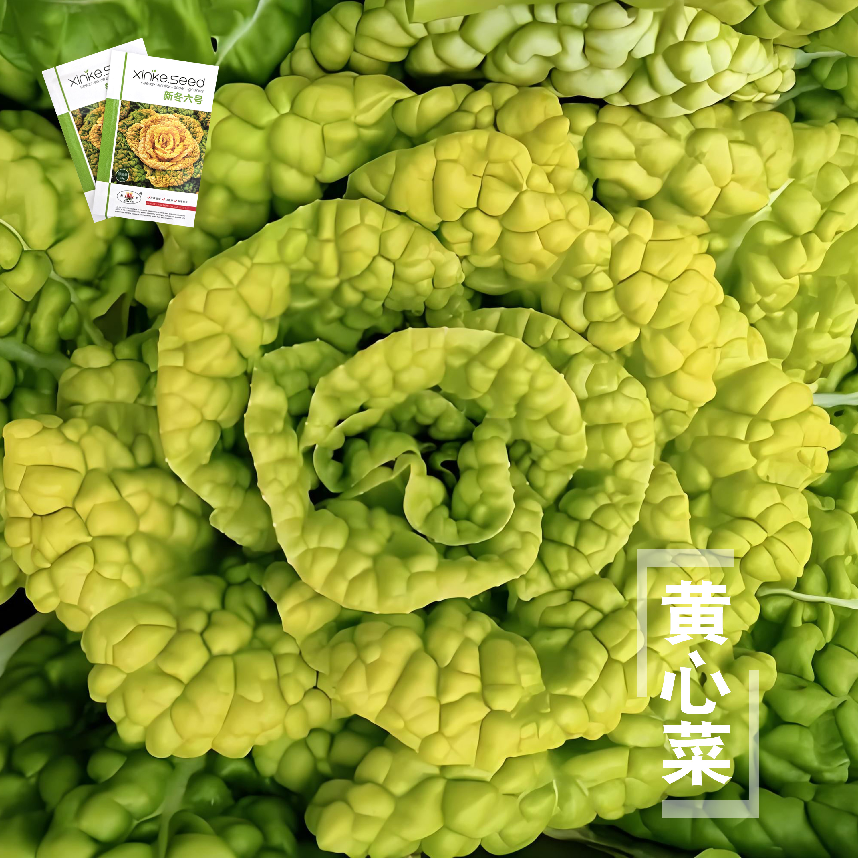 黄心乌塌菜种抗热耐寒黄心菜种菊花心菜籽种易种黄金乌蔬菜籽种