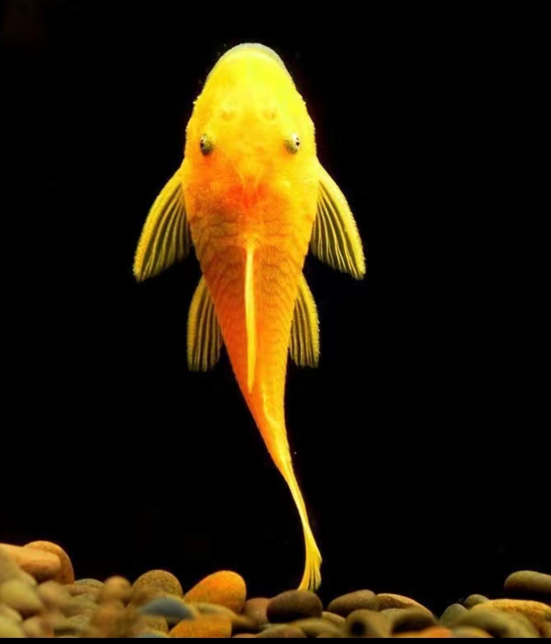 清缸工具黄金胡子热带鱼