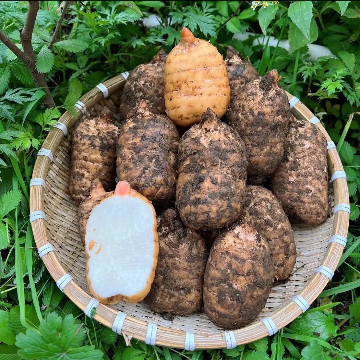 贵州高山新鲜乌天麻现挖现发