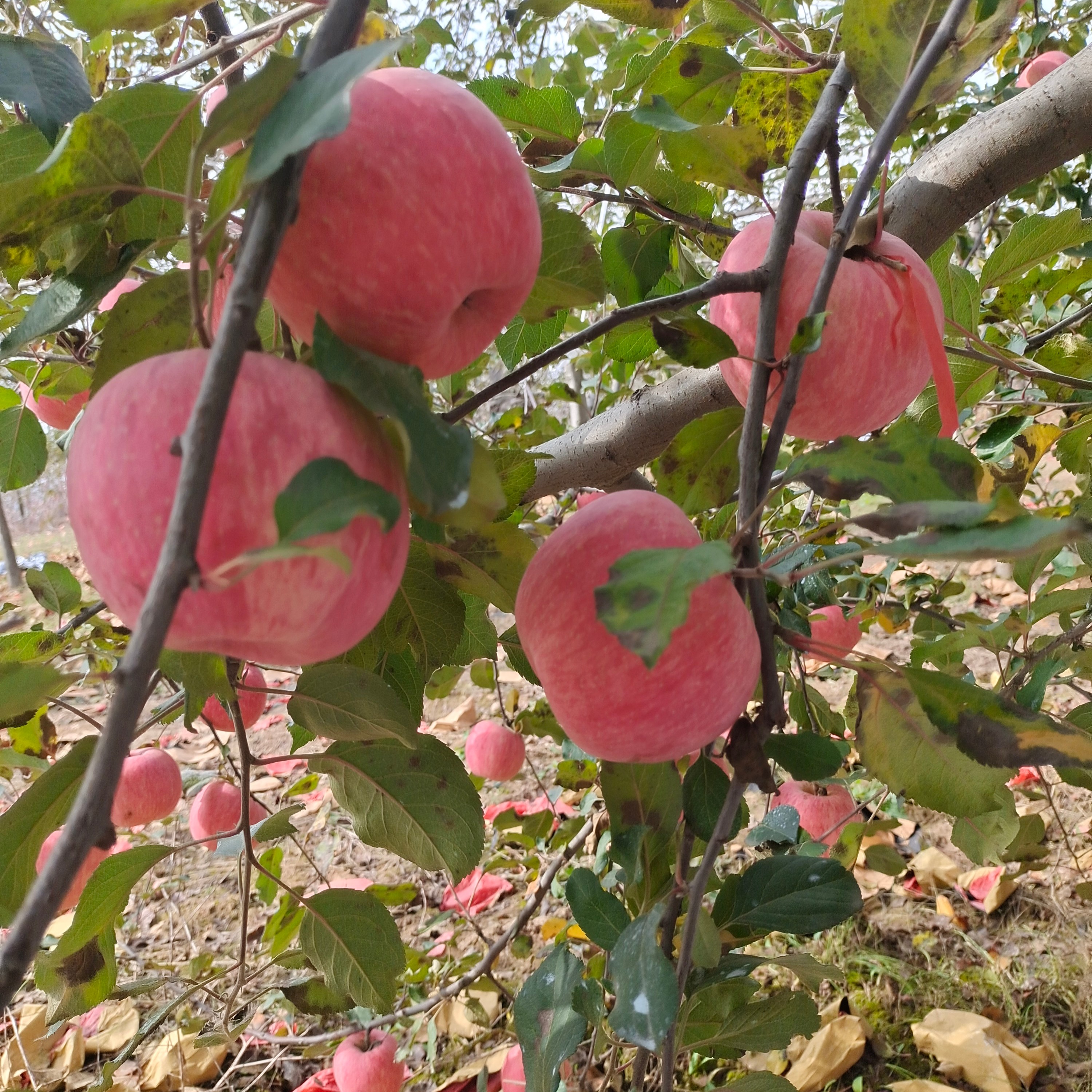 强乐农场宜川红富士苹果（水果）