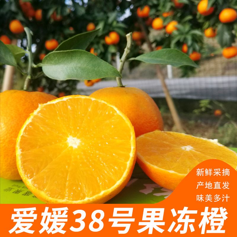 【与辉同行东方甄选】四川爱媛38号果冻橙爆汁皮薄大果多汁新鲜精选