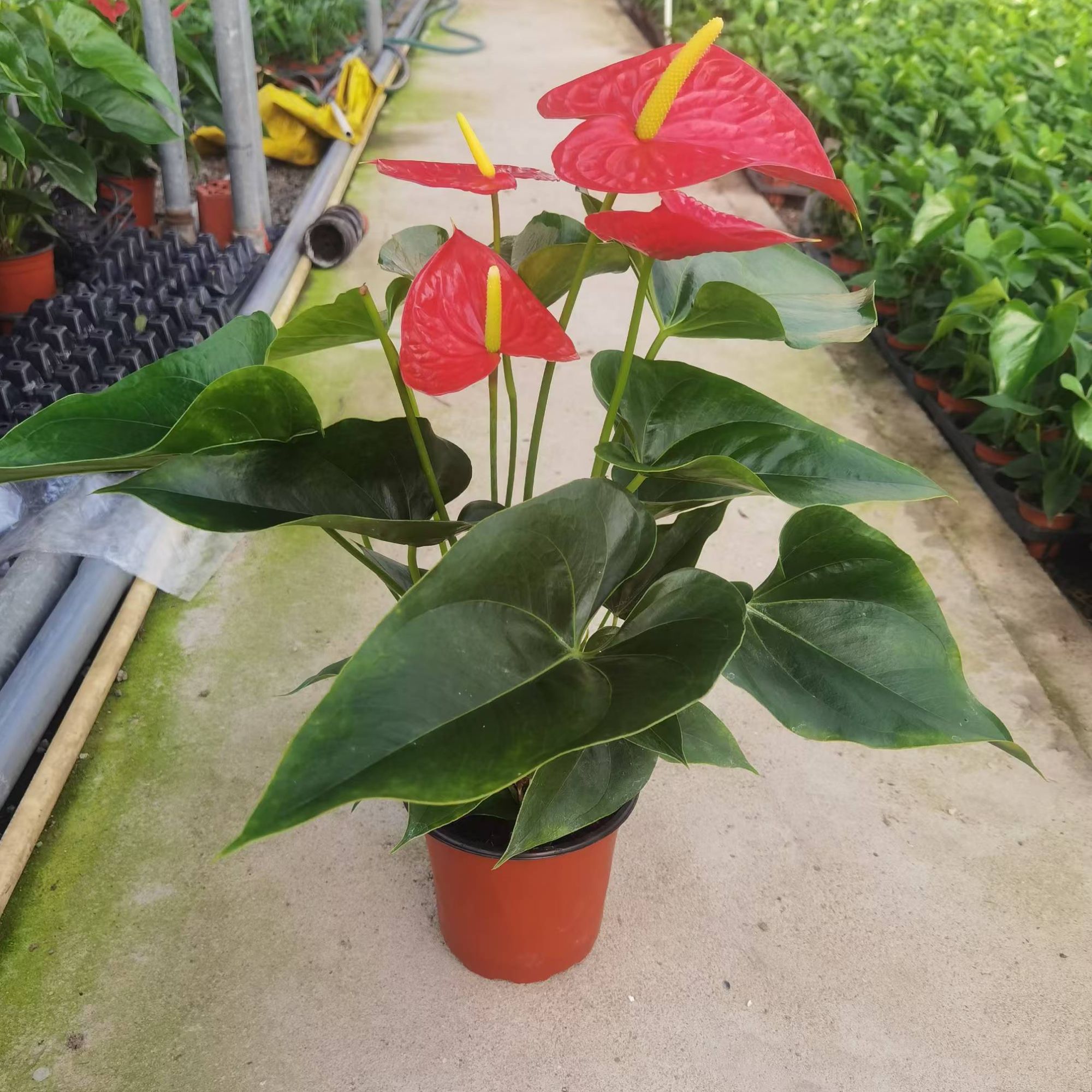 红掌带花原土盆可水培红掌带花苞四季常开花净化空气桌面好养植物