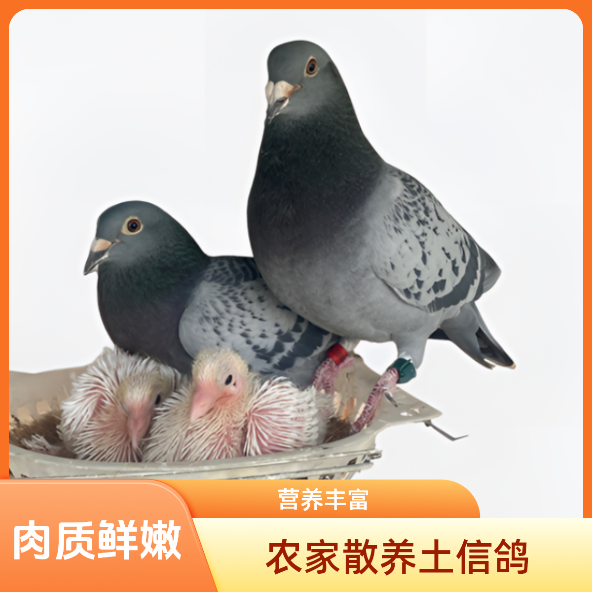 农家散养土信鸽煲汤煮炖汤肉质鲜嫩（两只装）