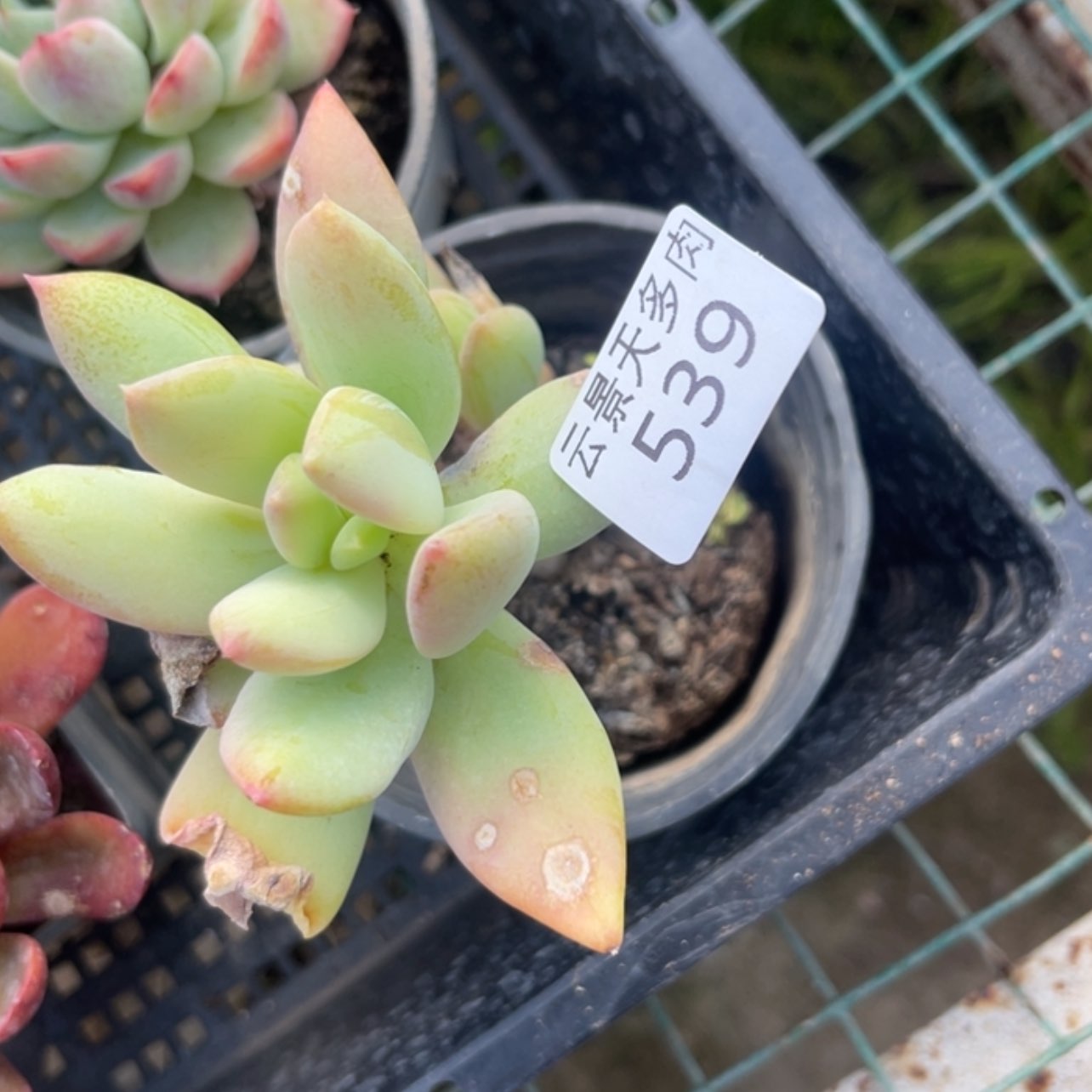 【闪购商品】王*七539。