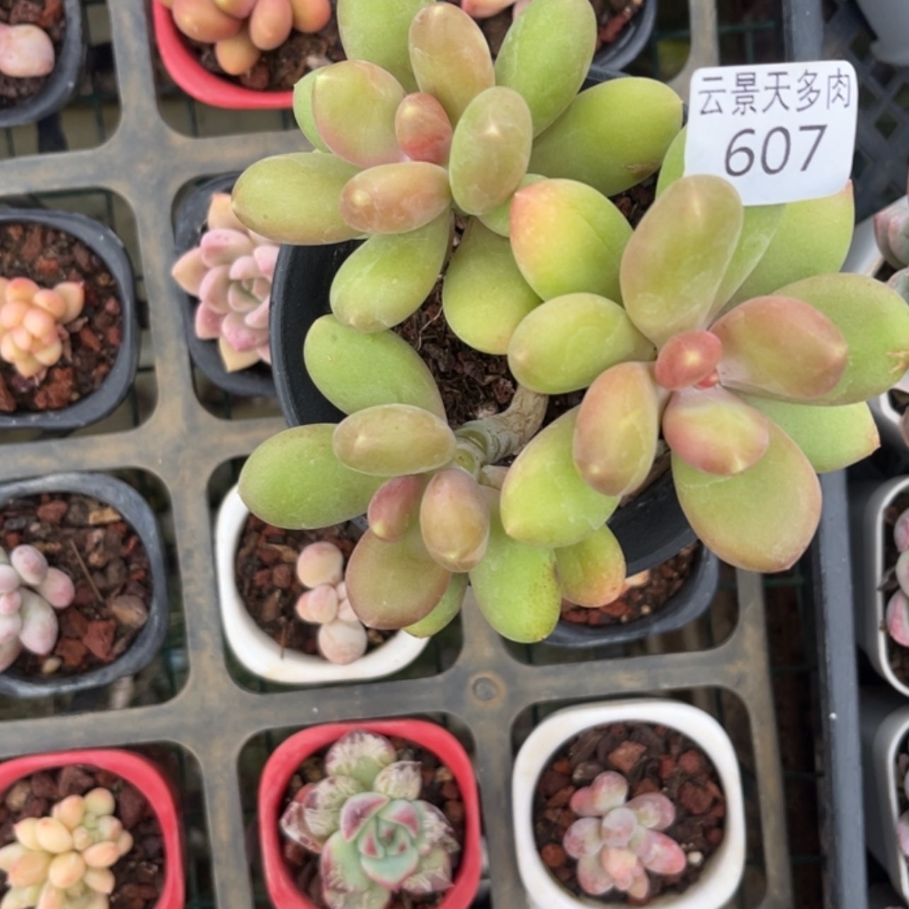 【闪购商品】607。