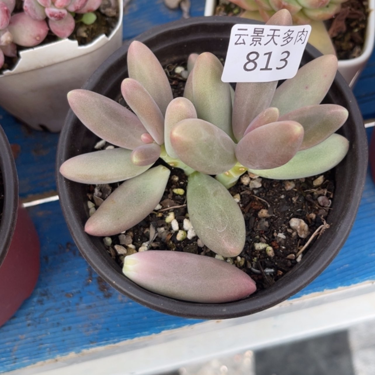 【闪购商品】813。