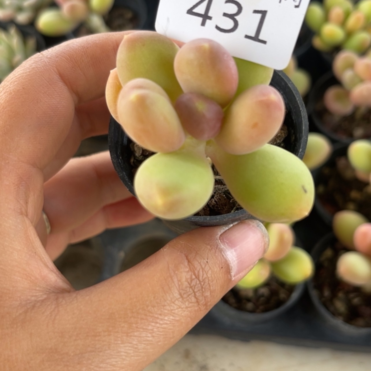 【闪购商品】431。