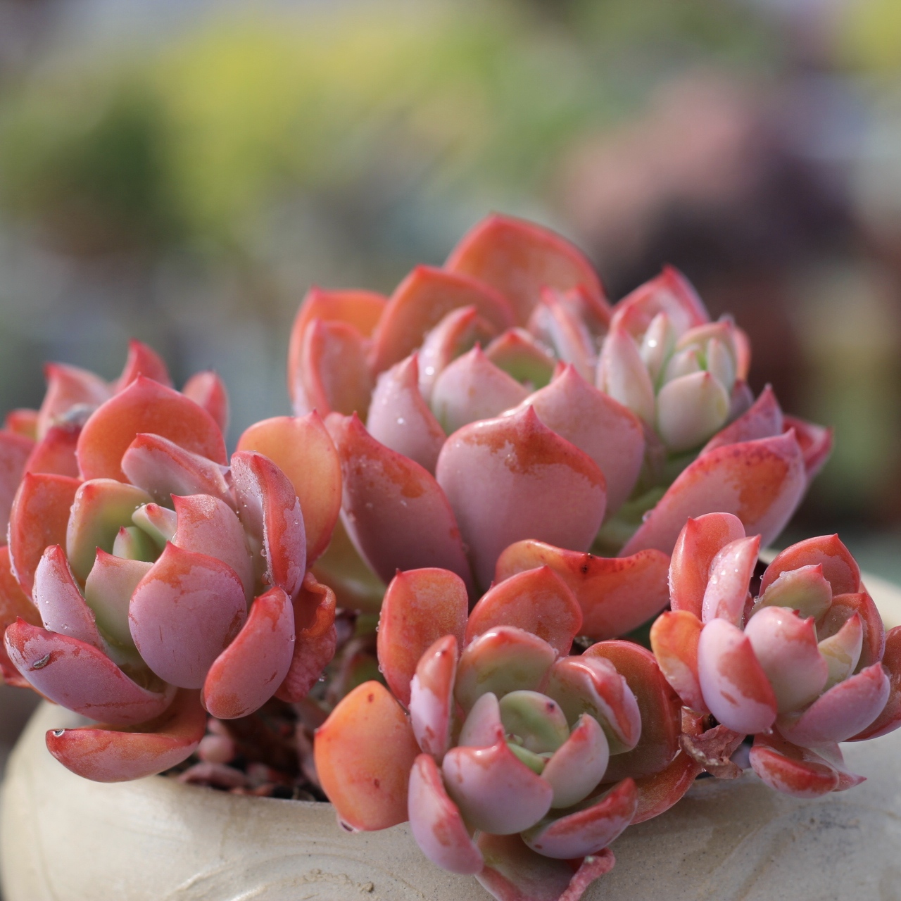 云景园艺多肉2  直播通用链接  一物一拍   满28包邮