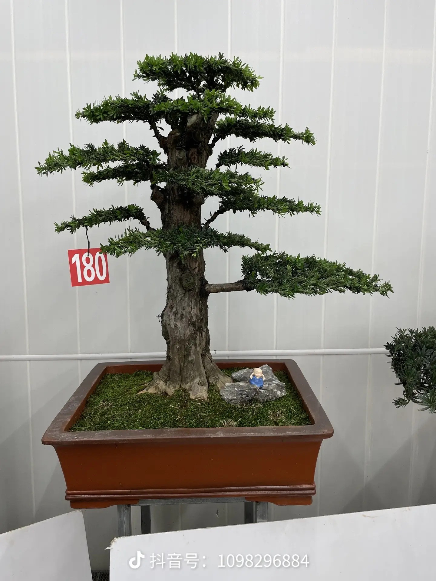 非直播间勿拍！各种造型罗汉松济州真柏黄杨榆树杂木老桩