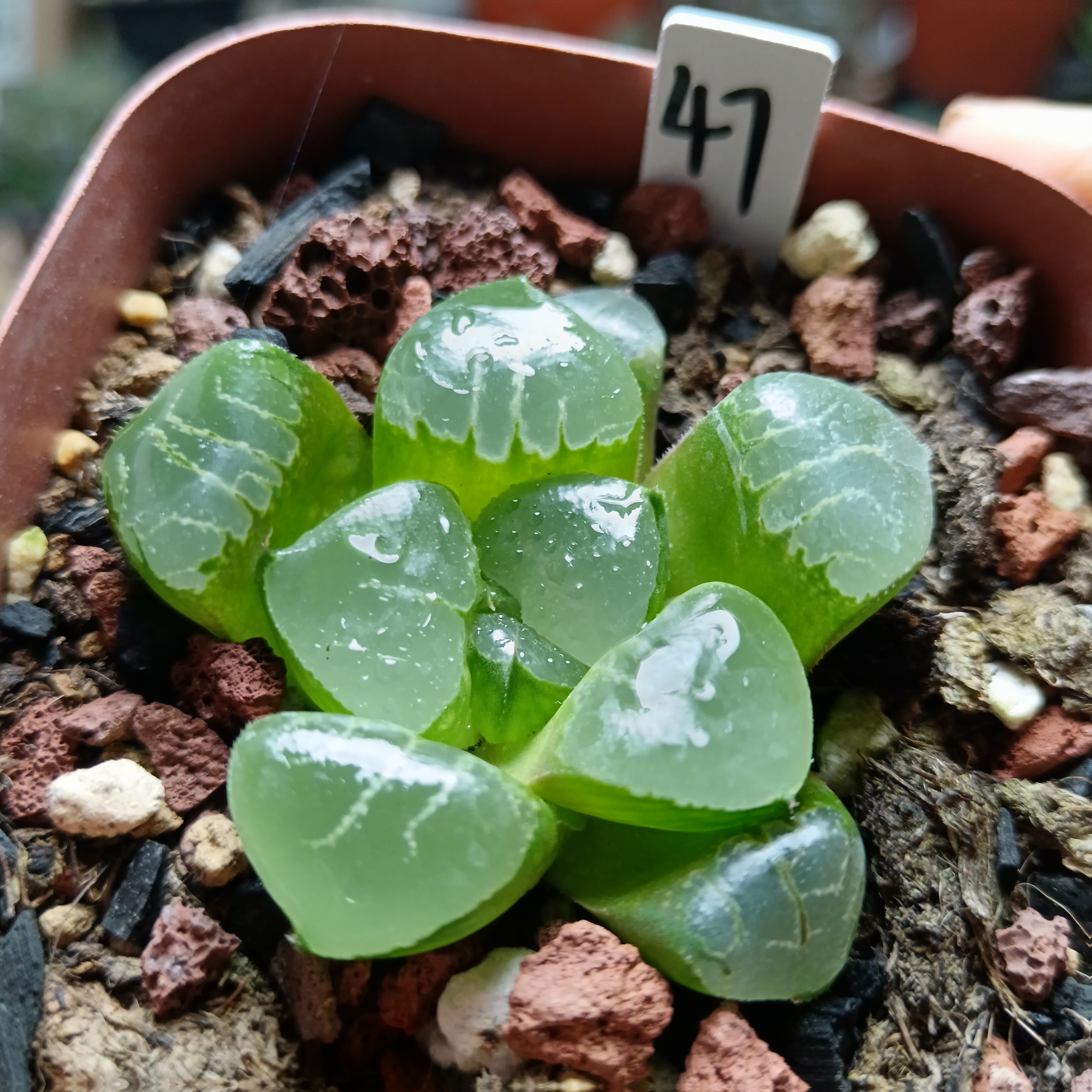 47号姬翠寿抖链接多肉12卷一物一拍带盆带土发货5月6号更新