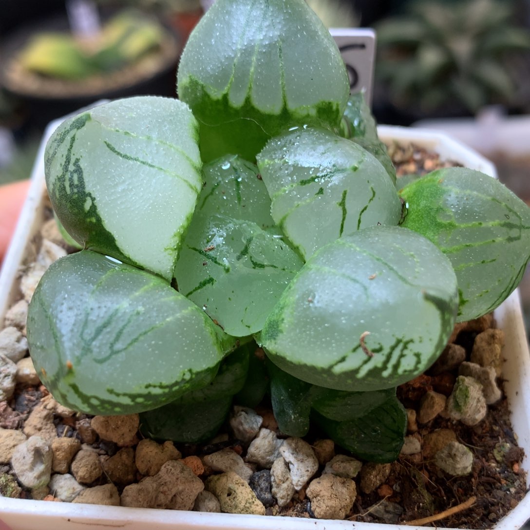 虞美人带盆土发货