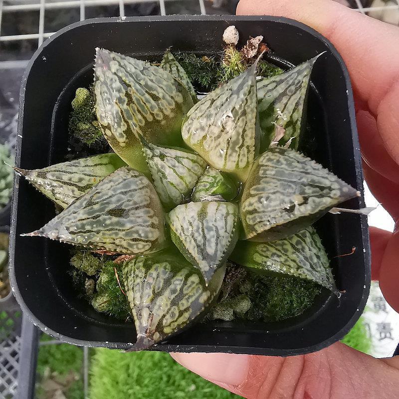腾云寿窗面独特根系好品相佳株型周正带盆发货十二卷多肉盆栽绿植