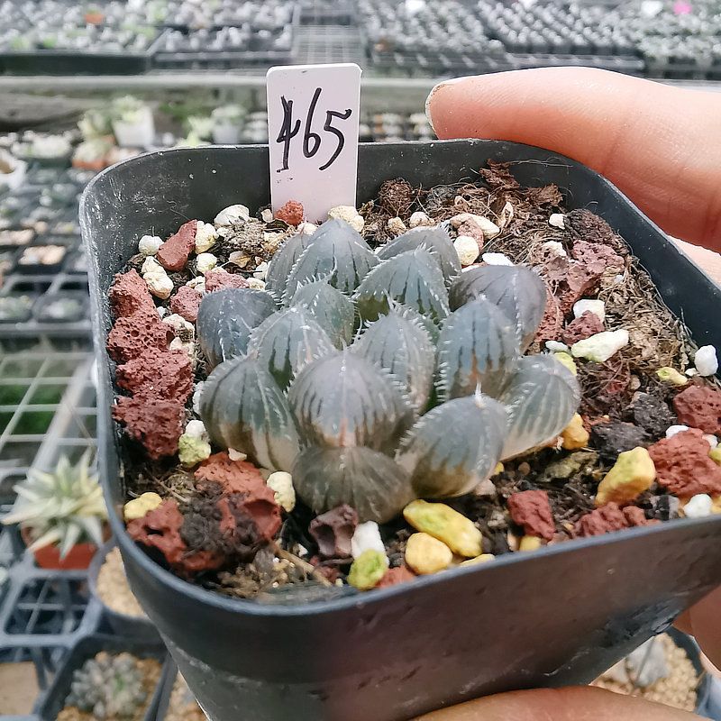 465号巨大赤线玉露锦一物一拍带盆发货就是图上这颗11月16日更新