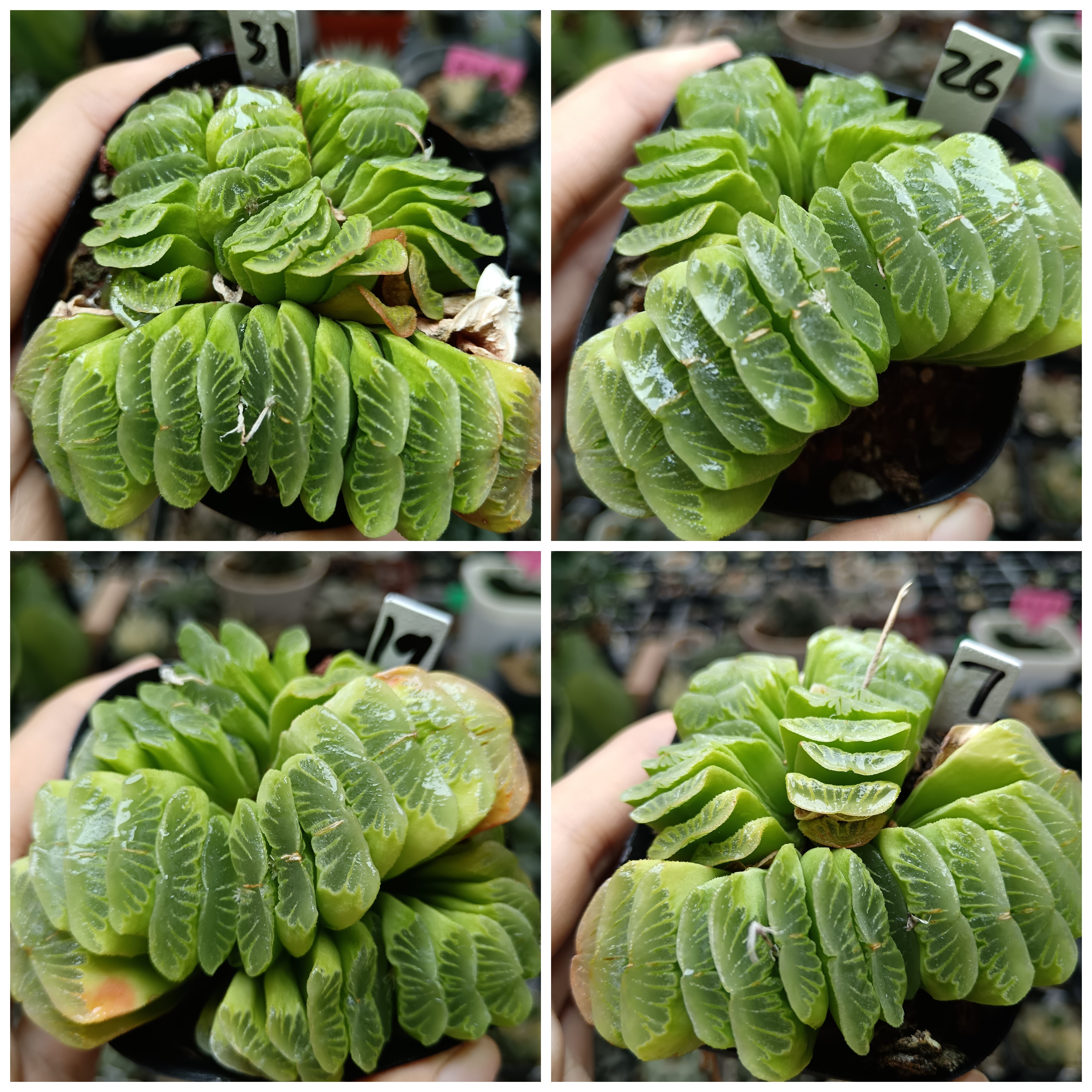 草玉扇绿玉扇十二卷多肉植物一物一拍带盆带土发货10月27号更新