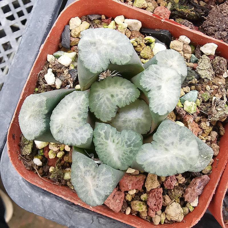 大观万象品相佳株型周正纹路明显带盆带土发货十二卷多肉植物盆栽