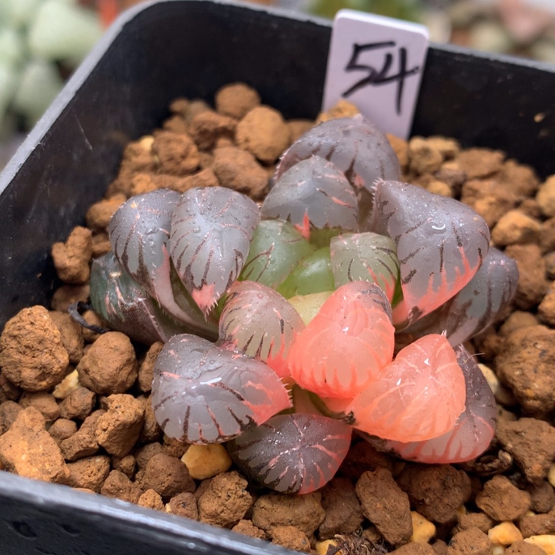 【闪购商品】紫罗兰