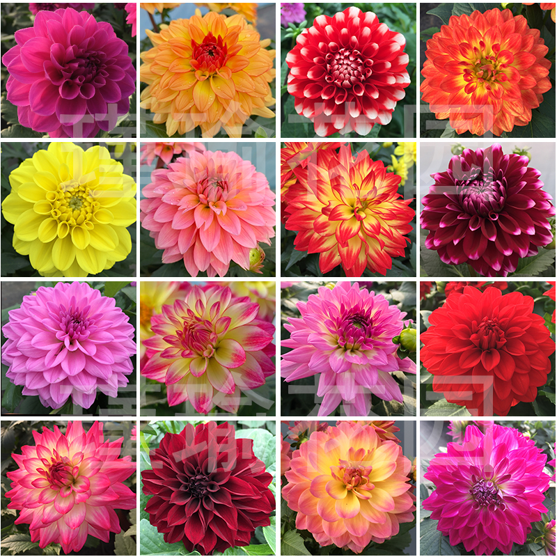 小丽花小苗重瓣大花室内阳台好养四季开花