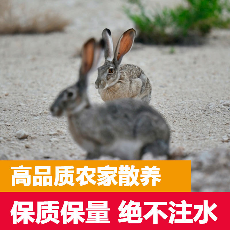 新鲜现杀农家散养兔肉真空包装顺丰包邮整只带兔头新鲜现杀食用