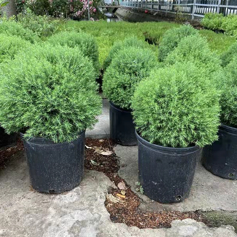皮球柏雾雪松苗盆栽庭院阳台多年生花镜球型植物耐寒耐热四季常青