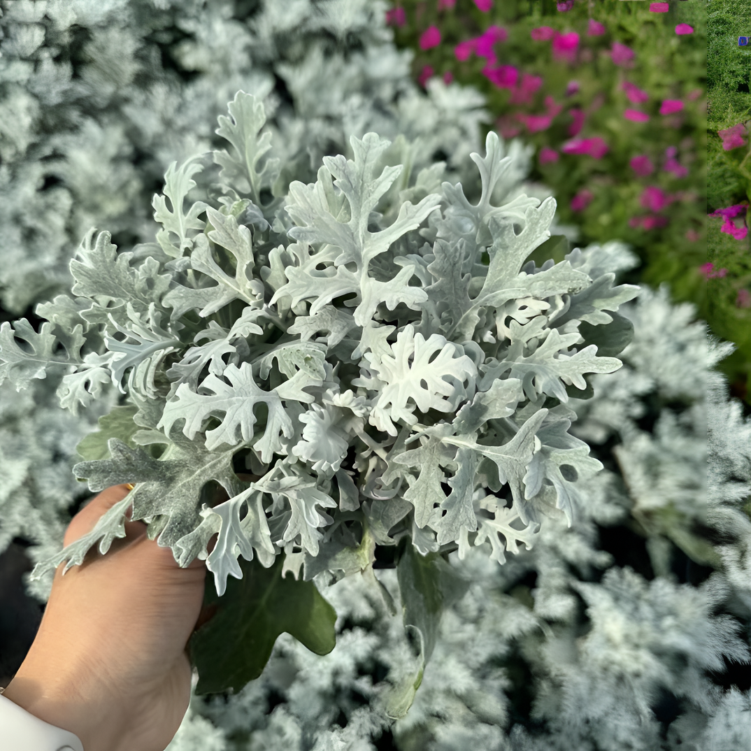 银叶菊盆栽雪叶菊花苗耐寒植物阳台庭院花园景观耐寒四季花卉绿植