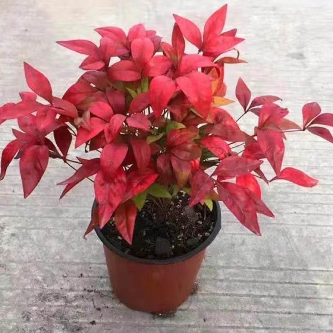 火焰南天竹四季渐变色庭院绿化常红绿植花卉耐寒耐热植物盆栽树苗