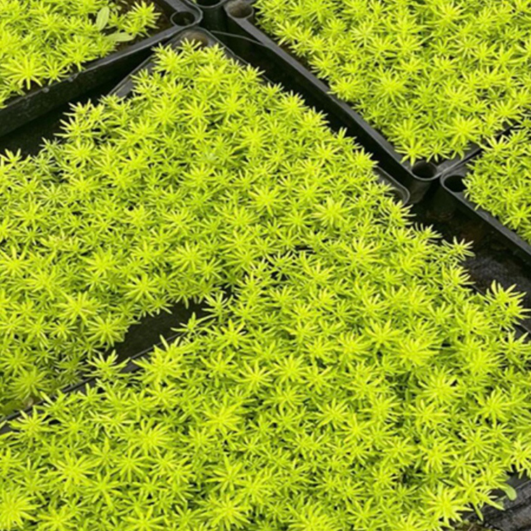 佛甲草苗屋顶绿化草皮坪金叶黄金佛甲草万年草景天过路黄常青植物