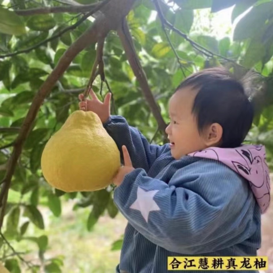 【川渝地区-特惠装】正宗合江真龙柚不酸白心柚新鲜清甜产地直发