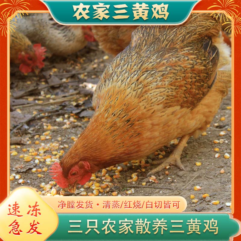 【到手三只】农家散养三黄鸡新鲜现杀土鸡白条鸡4