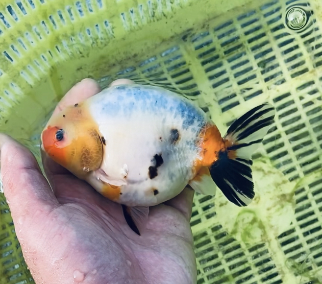 兰寿金鱼观赏金鱼（活体金鱼一旦售出非商品问题概不退换）