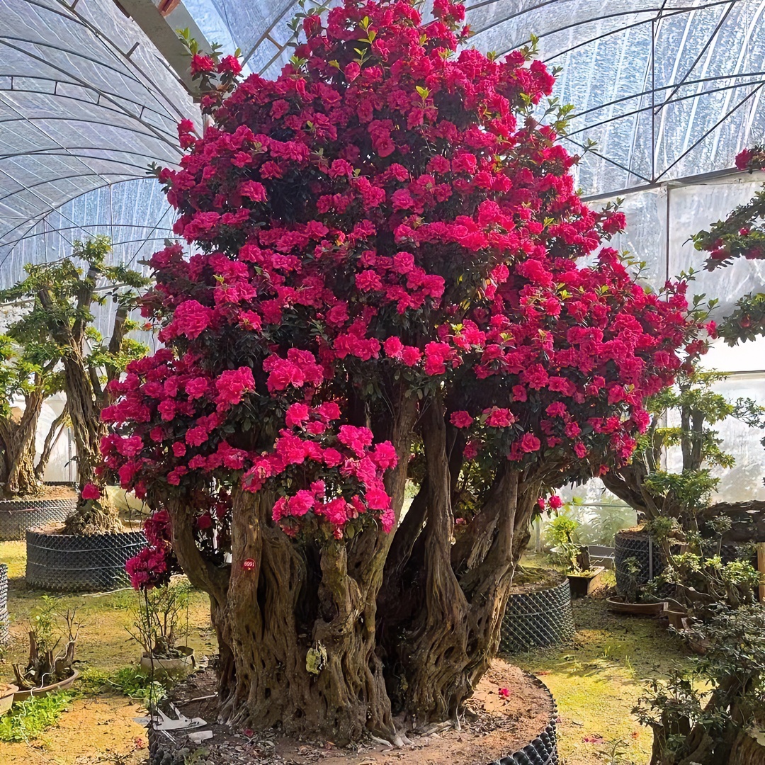老桩杜鹃宝莲灯，丹东红，紫花（不包邮）绿植盆景