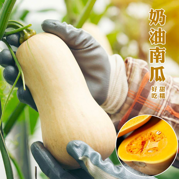 【奶油南瓜种子】春秋种植糯南瓜宝宝辅食家庭小院种植抗病良种精选