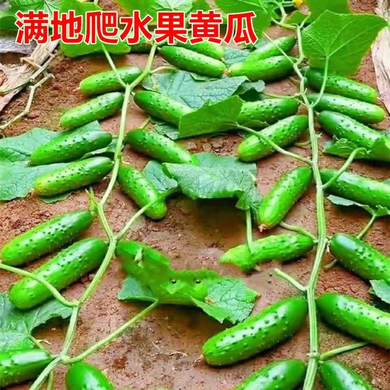 【满地爬水果黄瓜】春季夏季简单易活盆栽四季蔬菜种籽耐热耐旱种植