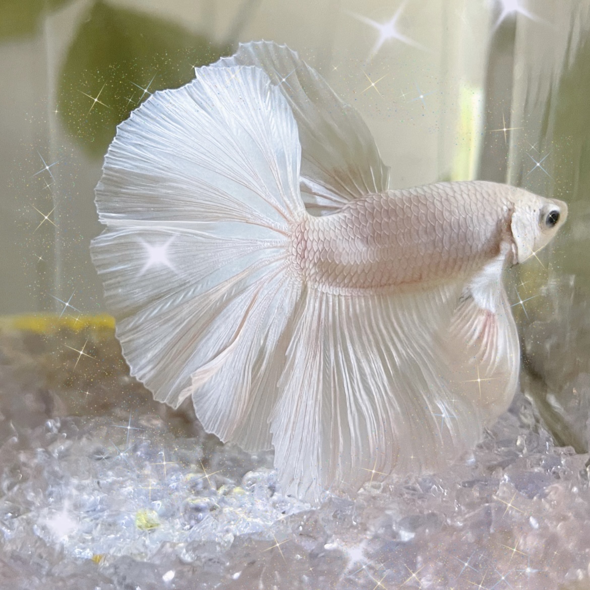 C13（289-312）泰国斗鱼小型热带观赏鱼、耐活（直播间选鱼）