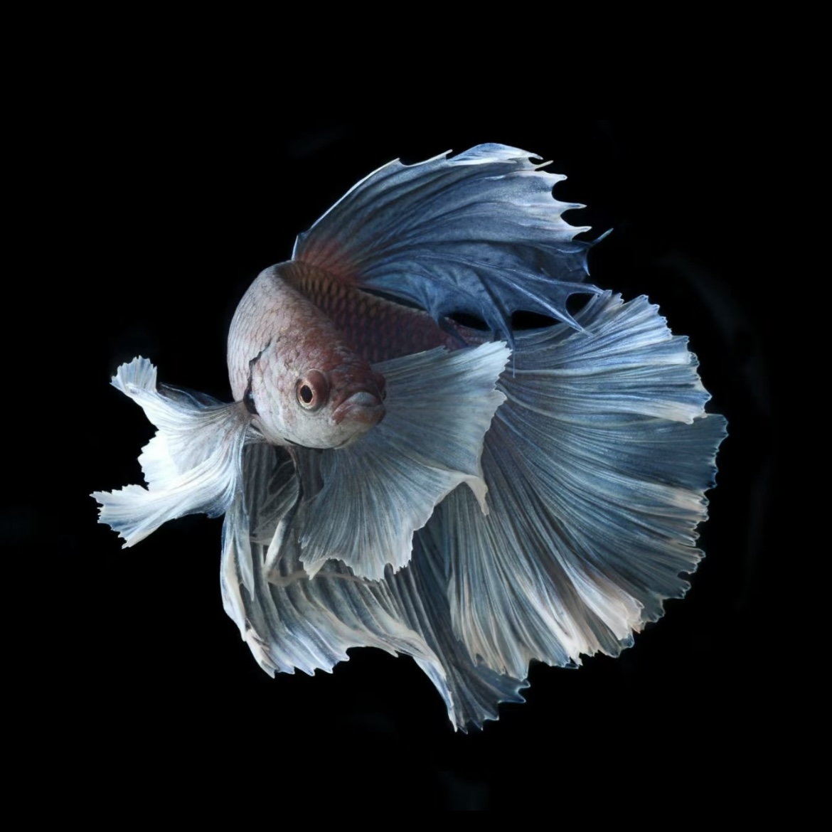 A3（49-72）泰国斗鱼小型热带观赏鱼、耐活（直播间选鱼）