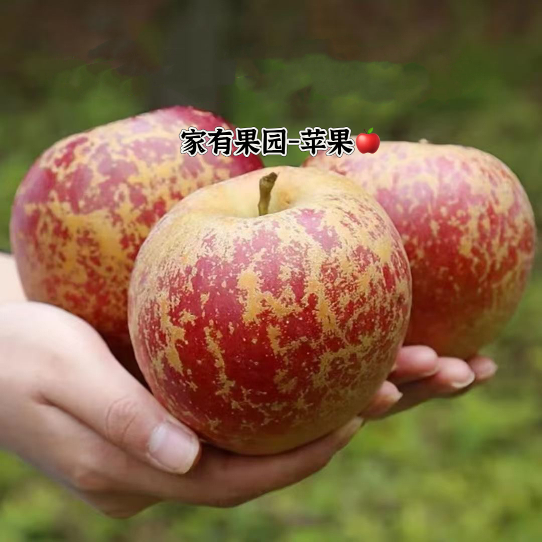 2024年大凉山盐源头茬新鲜苹果现摘先发应季水果G