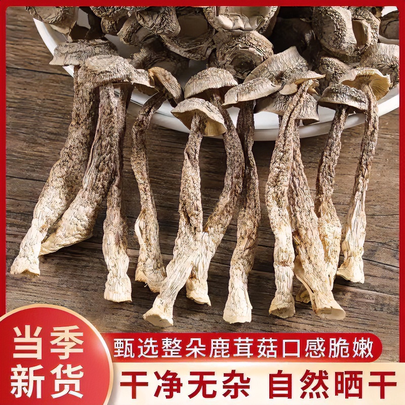 湘西农村高山种植新鲜土特产干鹿茸菇