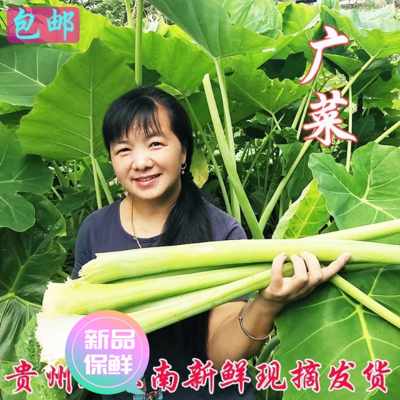 【极速发货】贵州特产农家芋头梗新鲜广菜白芋荷白芋杆时令鱼牛瘪