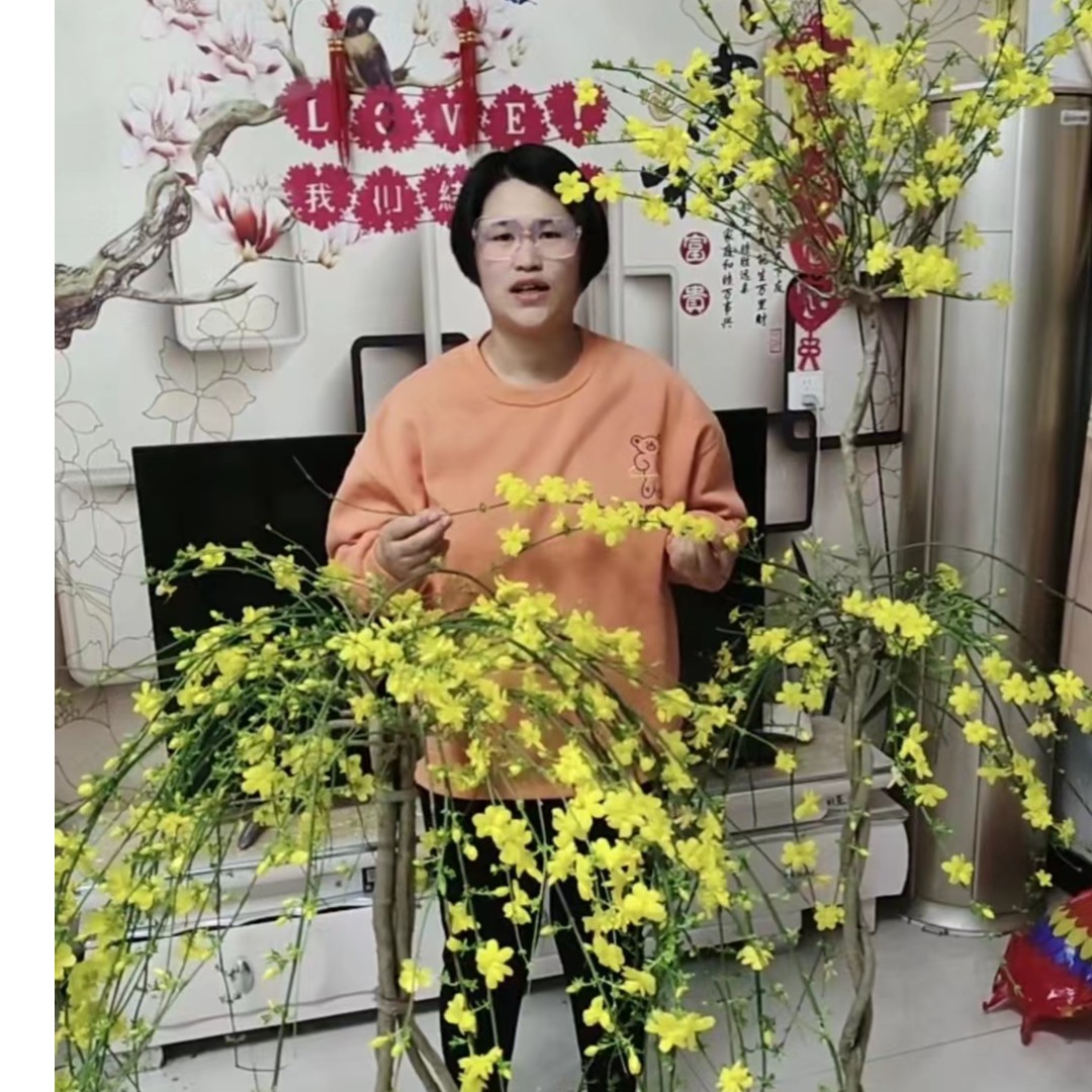 探春花迎春花种植基地盆栽盆景花卉别墅庭院花卉花期长美观观花