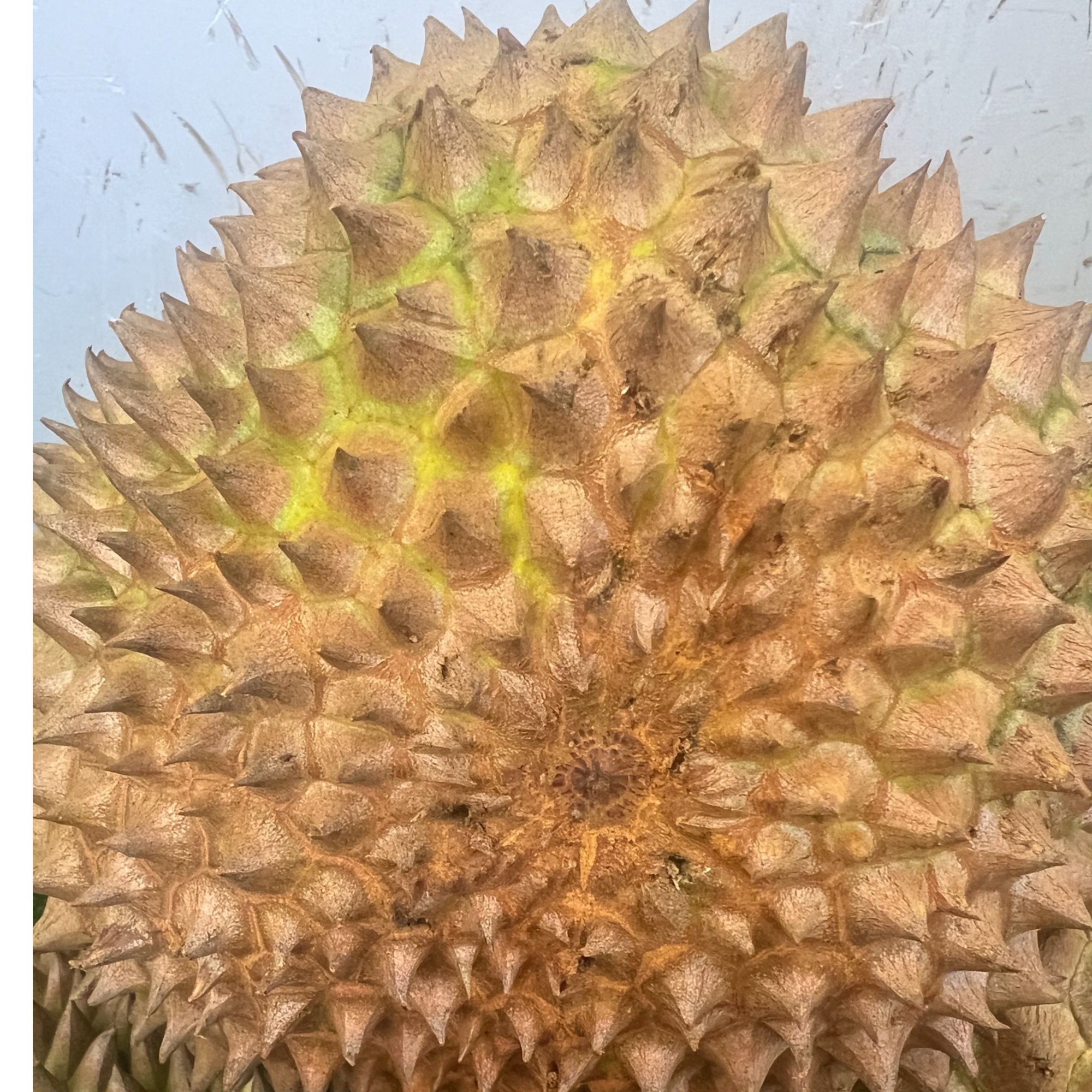 【小时达专属】菲律宾普雅特价29.9