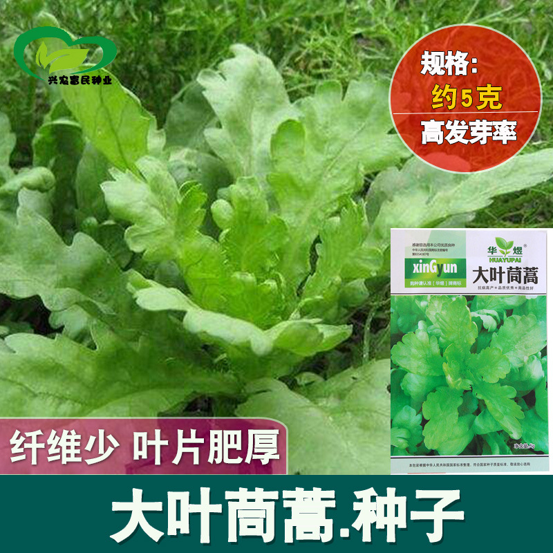大叶茼蒿种子种籽皇帝菜秋播籽种蔬菜孑菜籽茼蒿菜种青菜阳台盆栽