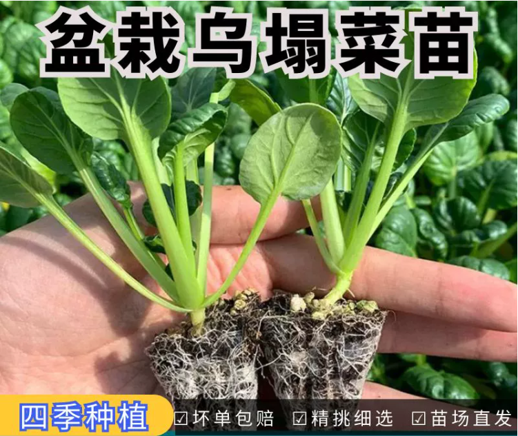 秋冬耐寒蔬菜乌塌菜大白菜莴苣种苗芹菜娃娃菜西蓝花苗