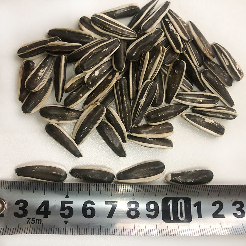内蒙古原味熟瓜子 葵花子毛磕 厂家直销香脆营养年货休闲聚会零食