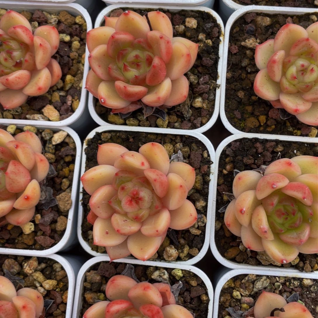 晴空珍妮2.8带盆土