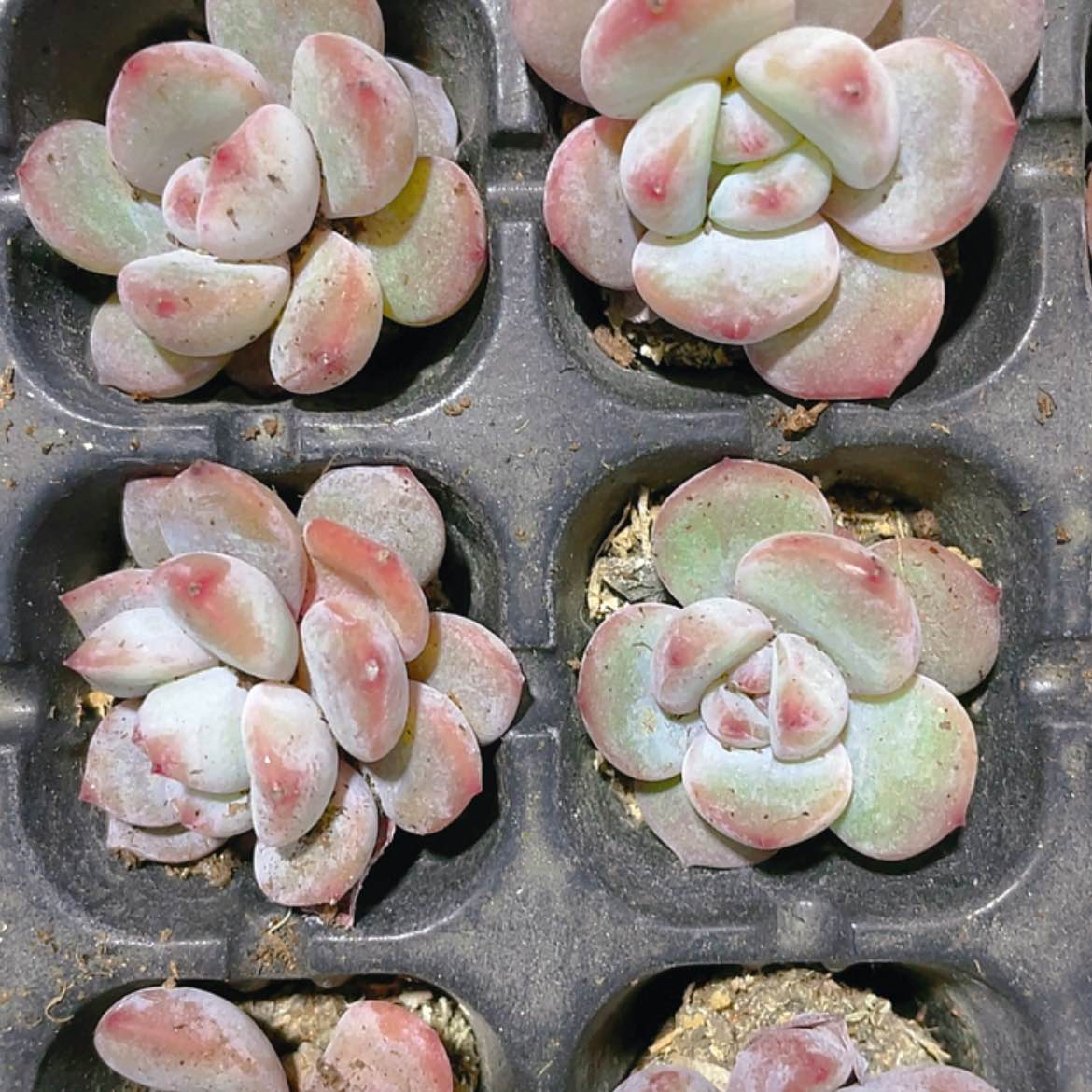 【闪购商品】小星影