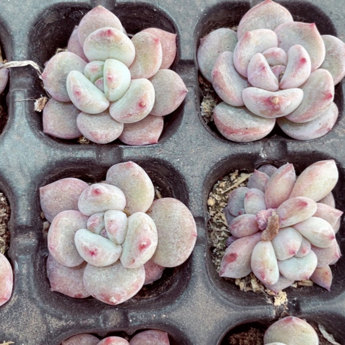 【闪购商品】小星影