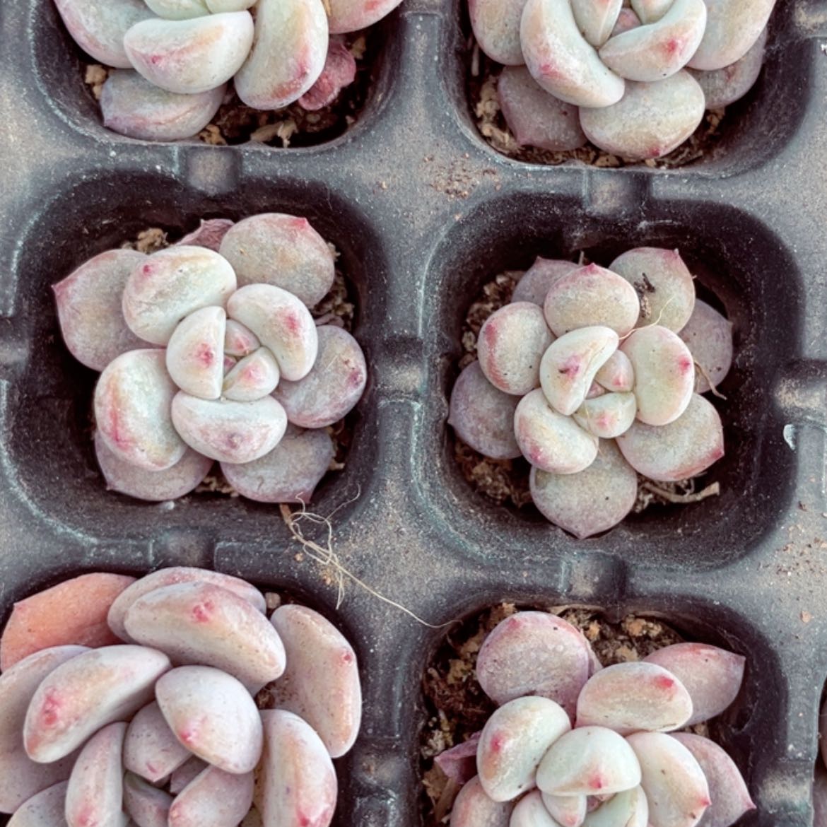 【闪购商品】小星影