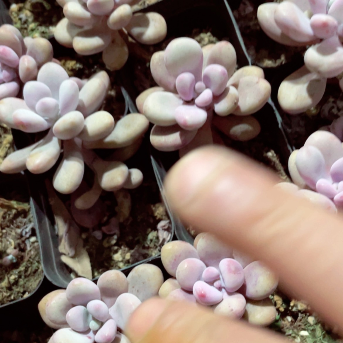 【闪购商品】6.5方单头桃蛋